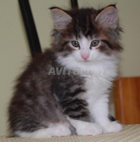 Bebe Chaton Nourvigien Age 45 Jour Animaux A Rabat Avito Ma 4535