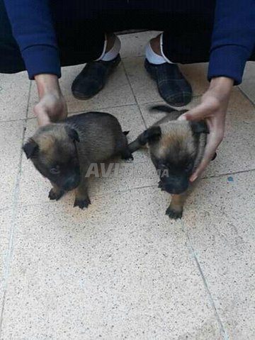 Malinois Bebe Ras Puer Bon Prix Animaux A Sale Avito Ma