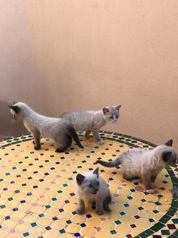 Vente De Chat Siamois Animaux A Safi Avito Ma