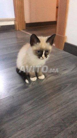 Chatons Snowshoe A Vendre Animaux A Casablanca Avito Ma