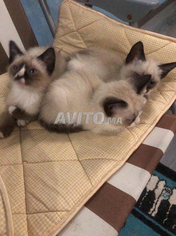 Chatons Snowshoe A Vendre Animaux A Casablanca Avito Ma