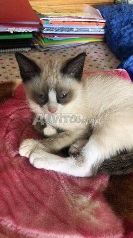 Chatons Snowshoe A Vendre Animaux A Casablanca Avito Ma