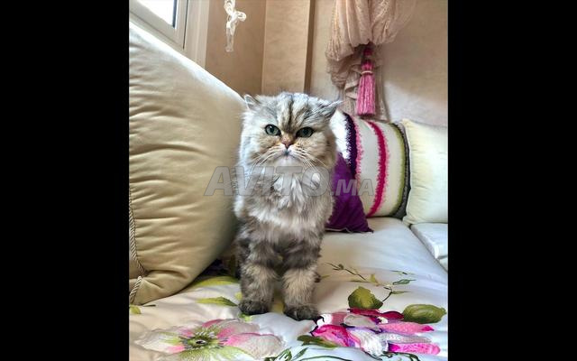 Chat Persan Golden Shaded Pure Race Animaux A Rabat Avito Ma