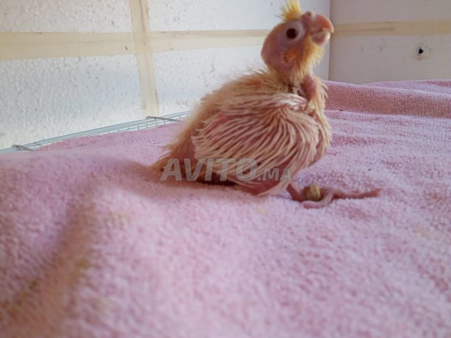 Vente Bebe Calopsitte Animaux A Rabat Avito Ma