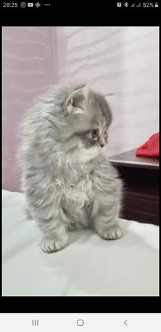 Chat Persan Chinchilla Silver Shaded حيوانات أليفة ب فاس Avito Ma