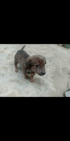 فاس مرحبا بكم جميعا Animaux A Fes Avito Ma 45784736