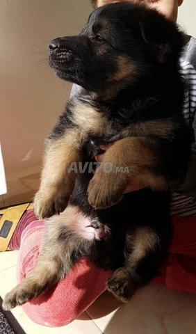 Chiots Berger Allemand Animaux A Rabat Avito Ma