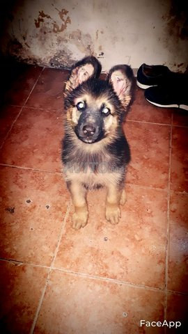 Chiot A Vendre Berger Allemand Autres A Casablanca Avito Ma