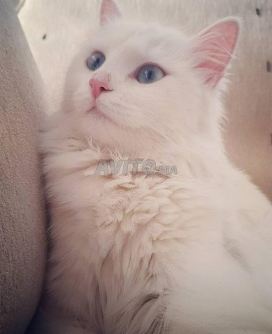 Chats Angora Bebe Animaux A Rabat Avito Ma Misc