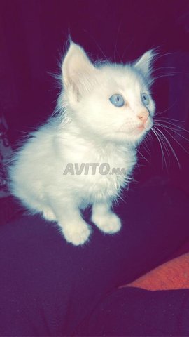 Chats Angora Bebe Animaux A Rabat Avito Ma Misc