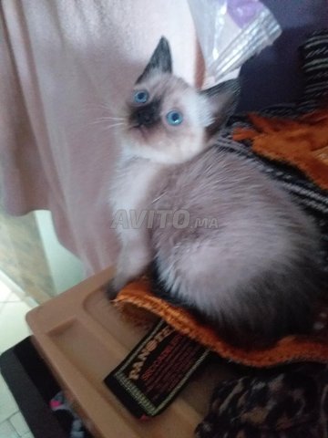 Chat Siamois Animaux A Casablanca Avito Ma