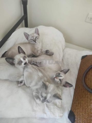 4 Chats Siamois Animaux A Casablanca Avito Ma