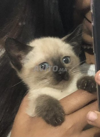 Chat Siamois A Vendre Animaux A El Jadida Avito Ma