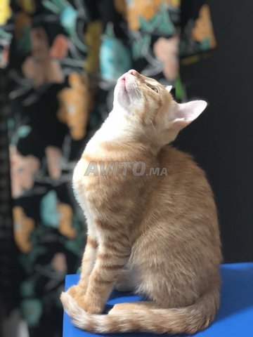Chat Male Et Femelle 4 Mois Animaux A Casablanca Avito Ma Misc