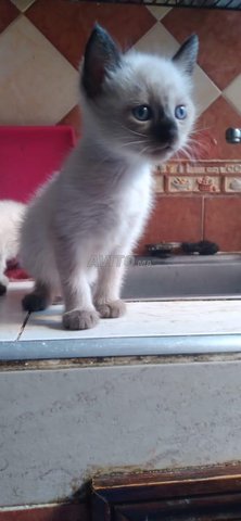 Chat Siamois Pur Race A Vendre Animaux A Marrakech Avito Ma