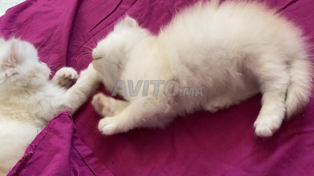 Chat Persan A Vendre Autres A Casablanca Avito Ma Misc