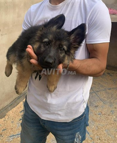 Bebe Berger Allemand Animaux A Rabat Avito Ma