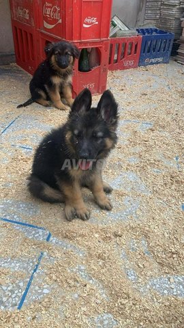 Bebe Berger Allemand Animaux A Rabat Avito Ma Misc