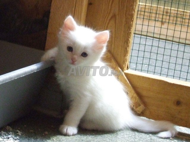 Bebe Chaton Ongora Age 45 Jour Animaux A Sale Avito Ma