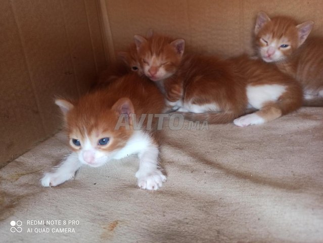 Bebe Chaton Roux Animaux A Rabat Avito Ma