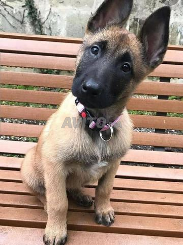 Chien Malinois 2mois Et Demi Animaux A Casablanca Avito Ma