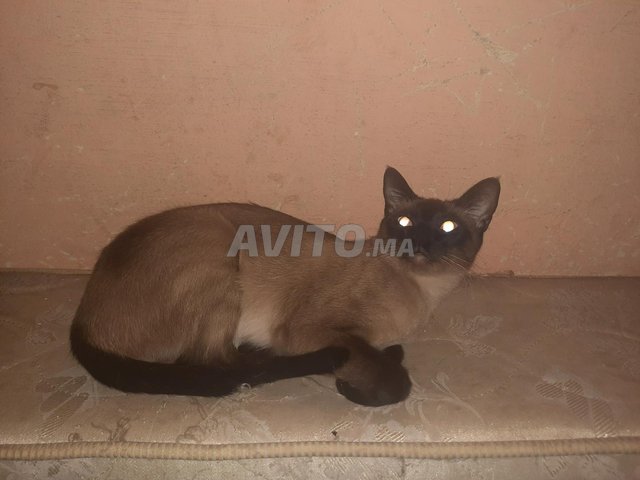 Chat Siamois Femmelle 18mois A Vendre Autres A Casablanca Avito Ma