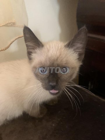 Vente D Un Chat Siamois Animaux A Casablanca Avito Ma Misc