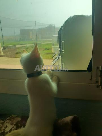 Chat Angora A Vendre Animaux A Casablanca Avito Ma