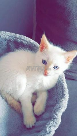 Chat Angora A Vendre Animaux A Casablanca Avito Ma