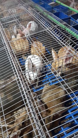 Vente lapins d'abattage et reproducteurs - 4