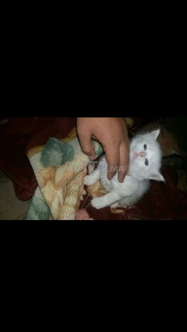 chat angora turc - 2