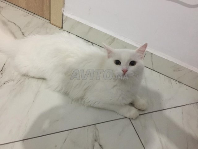 Bebe Chat Angora Pur Race Autres A Casablanca Avito Ma Misc