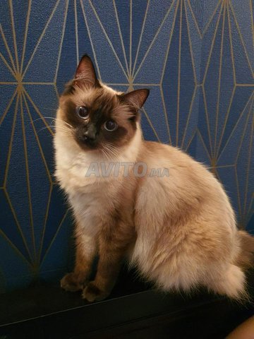 Vente Chat Te Siamois E Pure Race Animaux A Casablanca Avito Ma