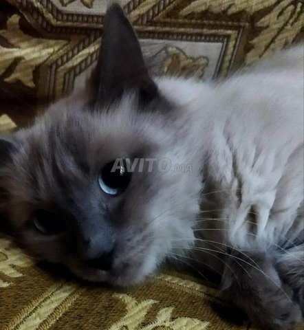 Une Chat Siamois A Vendre Animaux A Casablanca Avito Ma Misc