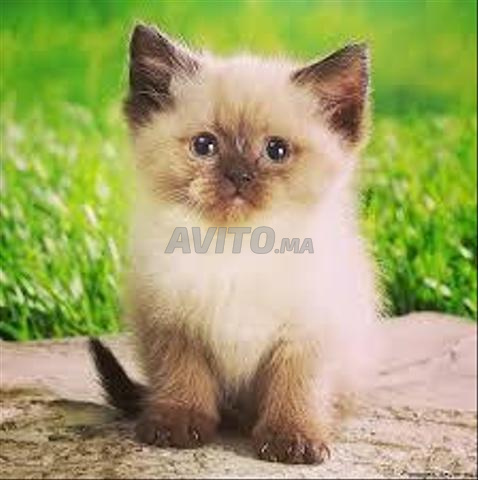 Siamois Pure Race Poil Long Animaux A Casablanca Avito Ma Misc