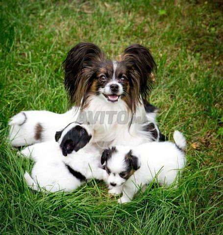 Choi Chein Papillyon Bebe Animaux A Rabat Avito Ma Misc