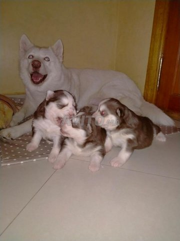 Bebe Husky A Vendre Animaux A Marrakech Avito Ma Misc