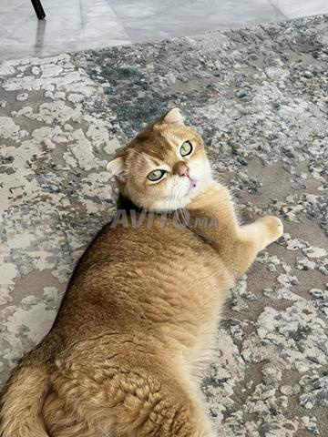 Scottish Fold Pure Race Golden Shell Animaux A Casablanca Avito Ma Misc Scottish Fold Pure Race Golden Shell Animaux A Casablanca Avito Ma Misc