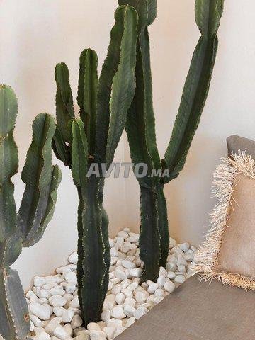 Cactus galets décoratif