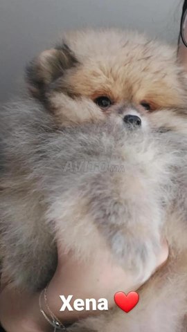 Pomeranian acheter hot sale