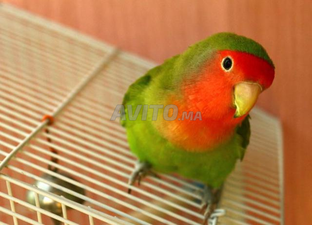 Annonces de Animaux oiseaux à Casablanca à_vendre - Avito | MISC