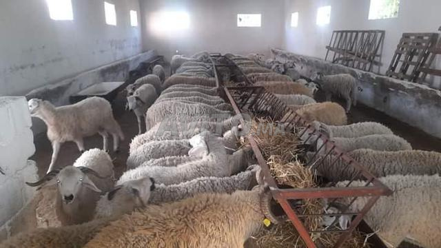 Découvrez 7 annonces pour Animaux vendre ferme à_vendre - Avito | MISC