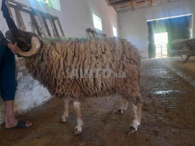 Découvrez 7 annonces pour Animaux vendre ferme à_vendre - Avito | MISC