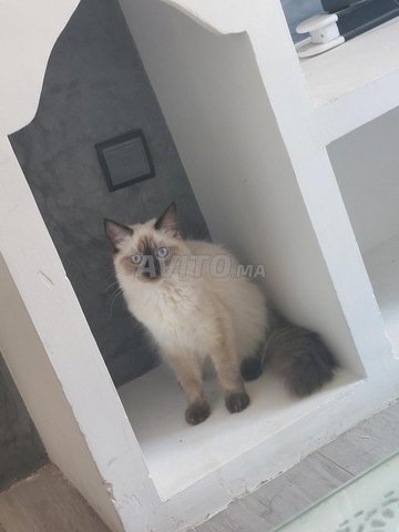 CAGE A CHAT MAROC CAPTURE DES CHATS NON CHIMIQUES ECOLOGIQUE