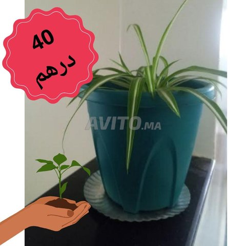 Jolie plante vivante avec pot, Meubles et Décoration à Rabat