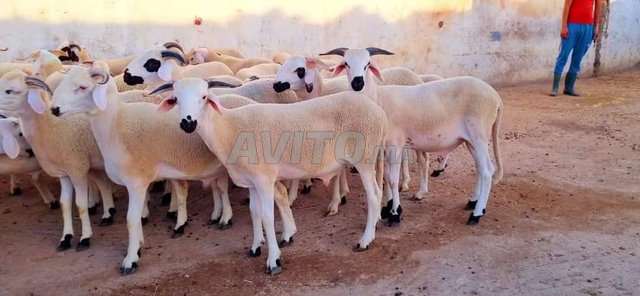 Tondeuse mouton électrique maroc