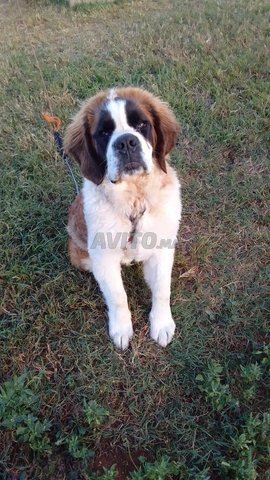 Furminator st bernard best sale