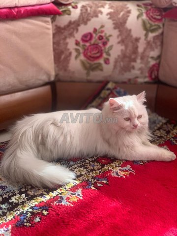 Saille Adorable Chat Femelle Persan Animaux A Agadir Avito Ma