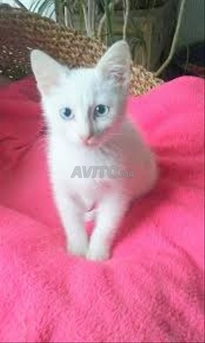 Bebe Chaton Angora Bon Prix Animaux A Sale Avito Ma