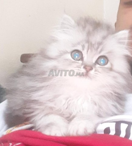 Chat Persan Chinchilla Silver Animaux A Casablanca Avito Ma